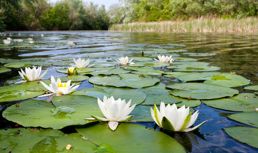 在池塘的水 lilyes