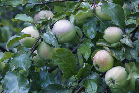 几个成熟的苹果与露水滴在树枝特写