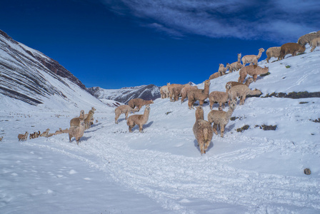 群骆驼在安第斯山脉