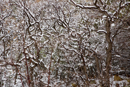 内华达州美国春雪在树上