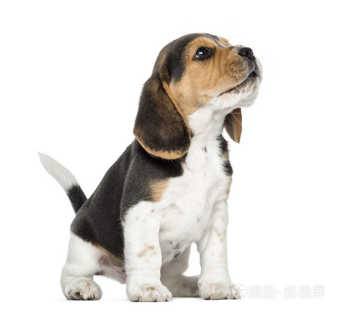 小猎犬小狗嗥叫,抬头,孤立的白色衬底上