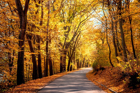 在秋天的森林里有一条路, 人行道上有一条落叶, 神秘迷人的风景