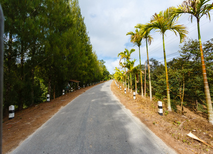 在泰国的棕榈丛林的路