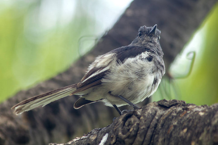 Copsychus saularis 在树上