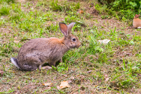 一只成年灰兔的特写镜头, 它看着大耳朵坐在绿色草地上的相机和咀嚼食物与软羊毛和小姜兔在后台
