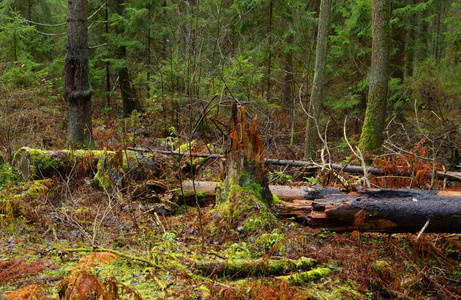 秋天森林中的苔藓的老树桩