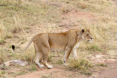 非洲母狮潘提拉狮子座