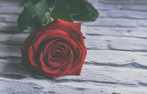 红玫瑰, 花瓣上有水滴。五颜六色的美丽花朵的艺术形象, 用于贺卡。圣瓦伦丁的盛宴背景与红玫瑰