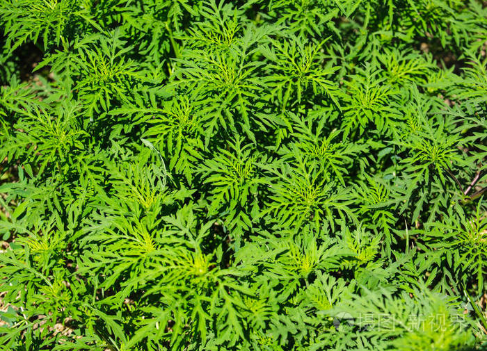 豚草植物 (豚草豚) 引起季节性过敏.作为背景