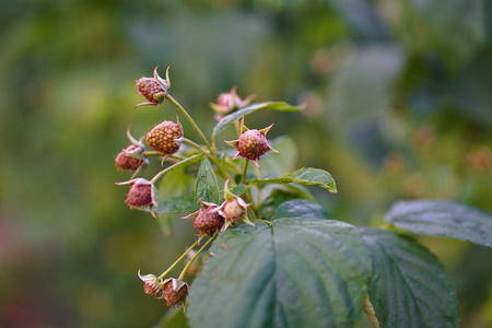 灌木林树莓生态园艺。素食主题