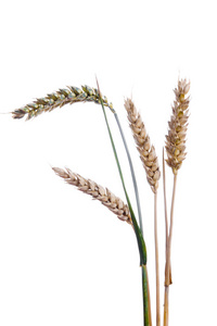 成熟的小麦在白色背景上的耳朵图片