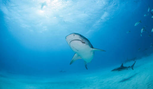 图片显示在巴哈马的虎鲨