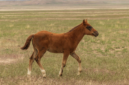 犹他州沙漠中的一匹可爱的野马小马驹