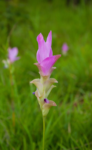 粉红色的暹罗郁金香花在草地上