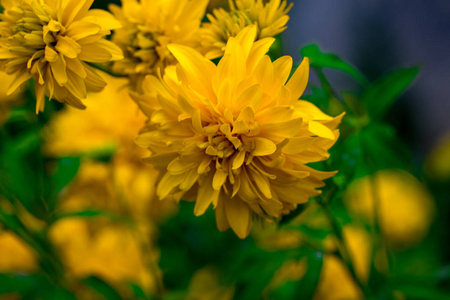 绿色背景美丽的黄色花朵的春天背景