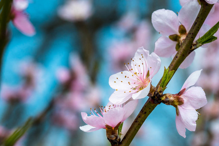 一个美丽的盛开的树在春天的细节。小树枝上的粉红色花很漂亮。带浅景深的多细节宏镜头