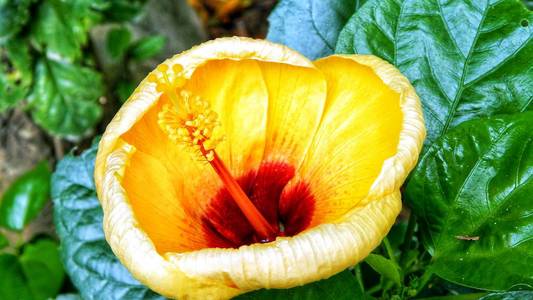 泰国花园中的黄色芙蓉