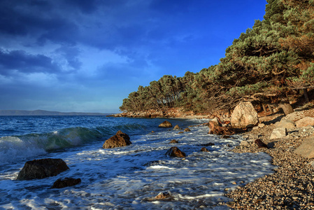 松树在蔚蓝的大海的岸边。克罗地亚