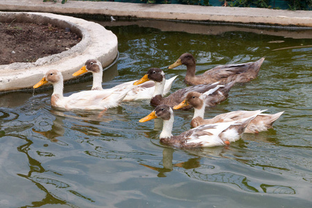 一群六只成年鸭子在池塘里游泳图片