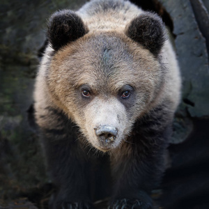 特写熊幼崽 尤尔苏斯棕熊 在森林的肖像