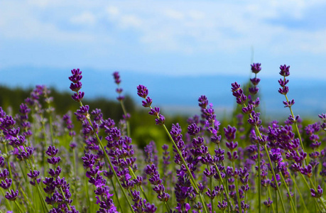 美丽的紫色野生薰衣草背景草甸关闭。法国普罗旺斯田野紫色薰草本开花