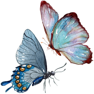 异国情调的蝴蝶在水彩风格中被孤立。昆虫的全名 蝴蝶。水彩画的背景, 质地, 包装图案或纹身的野生昆虫