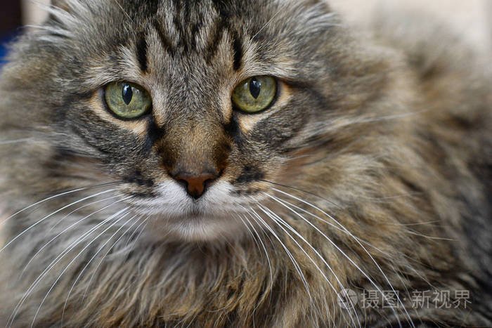 一只大眼睛的大猫的特写镜头