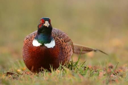 美丽的 Ringneck 野鸡