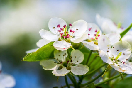 春天的苹果树盛开。美丽的白色盛开的花朵。带浅景深的漂亮宏镜头