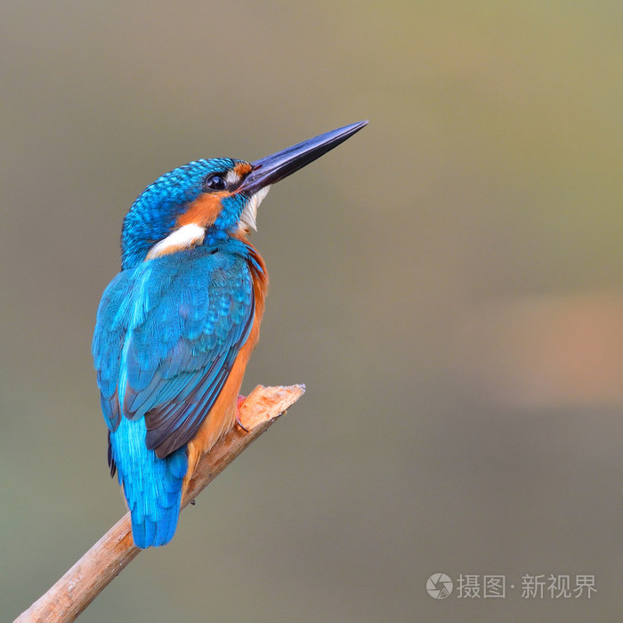 翠鸟