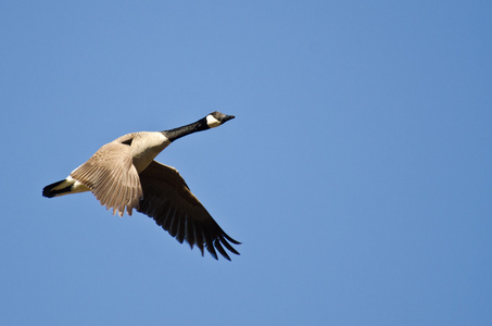 加拿大鹅在蓝色的天空中飞翔