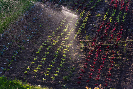 德国南部蔬菜场的浇灌春天阳光明媚的一天