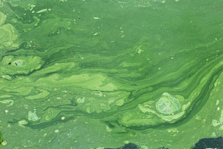 绿藻在水面纹理上的条纹。夏天盛开的水。池塘污染的绿色渣滓