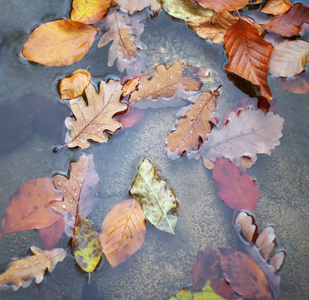 秋天的叶子在水中。自然概念构成