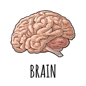人体解剖大脑。在白色背景下隔离的矢量彩色复古雕刻插图。手工绘制的标签, 海报, 网站, 海报, 信息图形设计元素