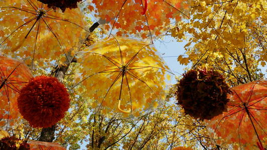 秋天。在秋天的森林里, 枫叶挂在树枝上的雨伞。秋季