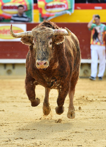 在西班牙斗牛场的大公牛奔跑