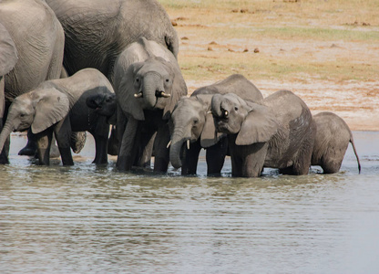 大象在大草原的津巴布韦, 南非