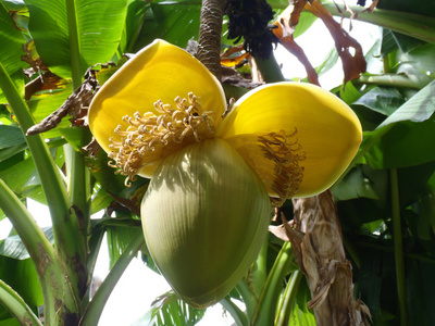在一棵香蕉树上的香蕉花关闭图片