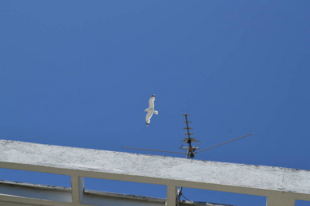 在蓝天上放飞一只孤独的海鸥在屋顶上