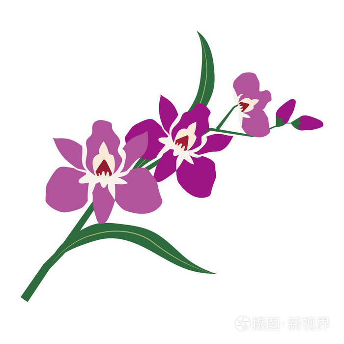 自然花紫兰花 矢量植物园花叶植物插画-正版商用图片09jbid-摄图新