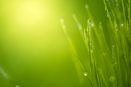 绿草随水滴亮阳光, 绿色自然背景, 夏日草甸日出