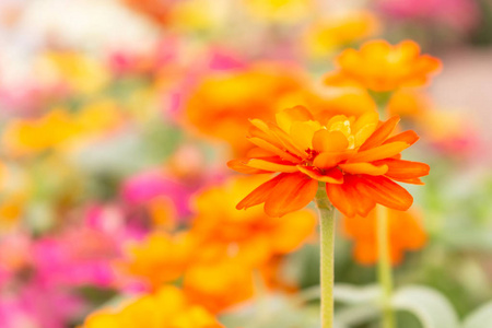 橙色 Zinia 线虫和模糊色花背景