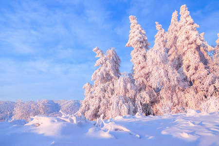 从积雪覆盖的草坪上, 有一个美丽的树木覆盖的霜冻和雪。淡粉色的太阳光线照亮天空和树木。梦幻冬景