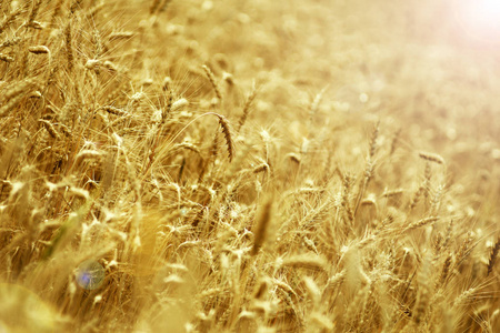 麦田丰收季节夏秋大麦作物豆类谷物收面包生长自然季节性概念背景五颜六色壁纸纹理美丽的户外