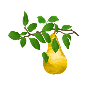 梨的枝与黄色成熟梨和叶子在白色秋天背景水彩 vitage 矢量插图可编辑手绘手画