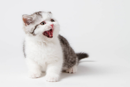 小猫叫声在白色的背景上叫喊.照片