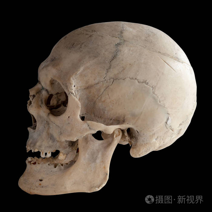 人类的头骨, 侧视图.隔离在黑色背景和剪辑路径上