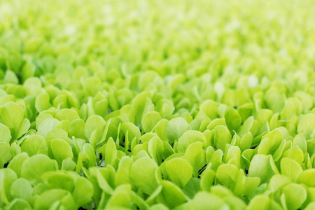 绿色生菜植物蔬菜背景。生菜农场