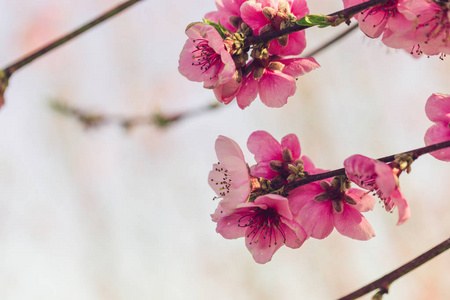 春天树与粉红色的花朵